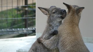 2017.8.19 Red Necked Wallaby　ベネットアカクビワラビー　ドコ ＆ エール　求愛行動？　（日本平動物園）