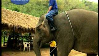 Download Lagu Learning toDrivean Elephant like a Mahout in Thail... MP3 Gratis