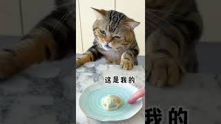 🔥Most Trending  Animal Videos - Funniest Cats and Dogs 2023 😺🐶| Pets Island#shorts #viral #trending