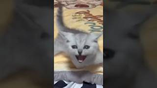 Funny Animal Videos, Dogs, Cats, Cute Animals, Funny Videos.