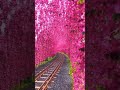 Cherry blossoms in Yuchi, Taiwan 🇹🇼 #beauty #amazing #travel #places