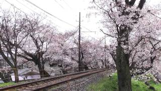 【嵐電】桜のトンネル2010 -The Tunnel Of Cherry Blossoms- [HD]