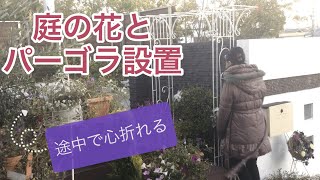 【ガーデニング】花の様子バラ(アンジェラ)とパーゴラ設置ですが、途中で心折れ数時間離脱した