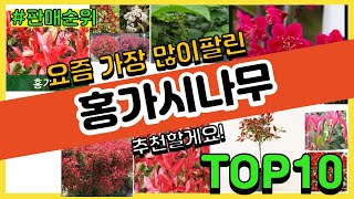 홍가시나무 추천 판매순위 Top10 || 가격 평점 후기 비교