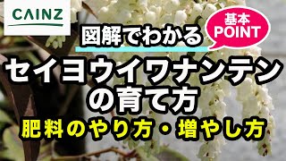 セイヨウイワナンテン(別名:アメリカイワナンテン)の育て方 カインズ植物図鑑