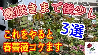 これをやると爆咲きコケます3選😭【春薔薇】バシっと咲かせよう🌹