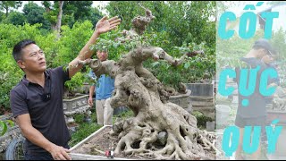 Chia sẻ kinh nghiệm và nhưng nhát cắt chuyển cổ ngọn | NamLe Bonsai