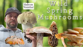 Wild Spring Mushrooms of 2024