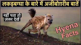 लकड़बग्घा के बारे में 22 रोचक तथ्य || Interesting facts about Hyena in Hindi