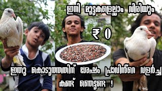 How to make pigeon grit malayalam | പ്രാവുകൾക്കുള്ള ഗ്രിറ്റ് എങ്ങനെ ഉണ്ടക്കാം