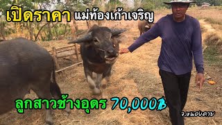 เปิดราคาควายสายพัฒนา แม่พันธ์ประกันท้องเก้าเจริญ(เอกสารครบ) ลูกสาวช้างอุดร