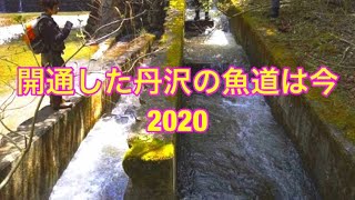 【魚道】丹沢魚道の今  2020