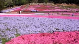 美の山公園　芝桜.MOV