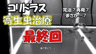 【コリドラス寄生虫治療③】最終回！完治？再発？まさか死んだ？