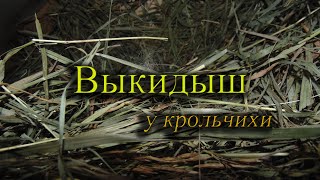 Выкидыш у крольчихи.