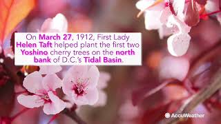 History of the National Cherry Blossom Festival in Washington, D.C.