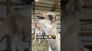 He Said “Hey”… and the Camel Said It BACK!! 🐪😂