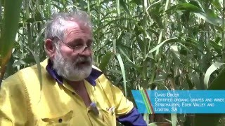 David Bruer on growing Arundo grass for Biochar