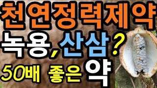 녹용,산삼보다,50배나,좋은,천연정력제약!,축~쳐진,남자의~힘!,강력하게,만드는~약초!                         으름씨앗,예지자,선소자,@WellbeingTV