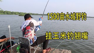 1500畝水庫野釣，玉米打窩玉米釣，這樣釣翹嘴比路亞還過癮！ 【兩個麻瓜】