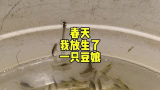 春天我放生了一只豆娘