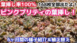 【多肉植物】葉挿し率100％！ピンクプリティーの葉挿し6ヶ月間の様子紹介＆植え替え