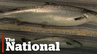 Genetically-modified salmon approved by FDA