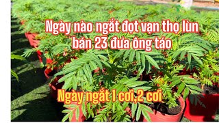 Vạn thọ lùn ngắt đọt ngày nào bán 23 đưa ông táo