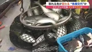 サケ・サンマが不漁 かわりにブリやマグロが…北海道の海に異変 「魚種交代」か (21/09/26 10:00)