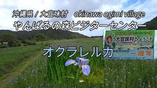 沖縄県 大宜味村 喜如嘉　オクラレルカ