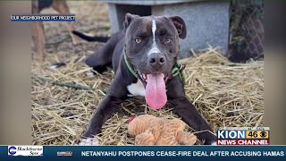 Pet of the Week: Meet Landon!