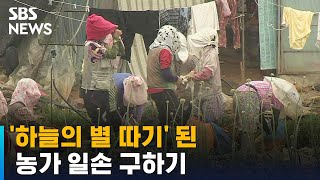 어르신까지 나서…농가 일손 구하기 '하늘의 별 따기' / SBS