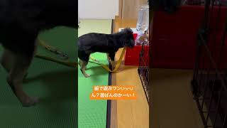 【小型犬チワワ子犬】紐で遊ぶと見せかけて、遊ばないイッヌU・x・U