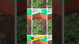 Tomato 12 days growth | தக்காளி செடியின் 12 நாள் வளர்ச்சி  |  Maadi Thottam | Terrace garden