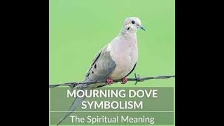 Know What a Mourning Dove Symbolizes