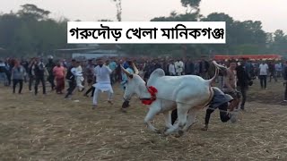 গরুদৌড় খেলা মানিকগঞ্জের গোপালখালী | SM FOOD