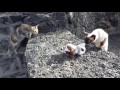 Lexacoon meets Lanzarote cats