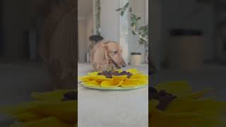 How dogs enjoy eating snacks #miniature dachshund #dog