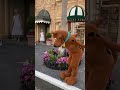 Scooby-Doo and Gang & Marilyn Monroe at Universal Studios Orlando