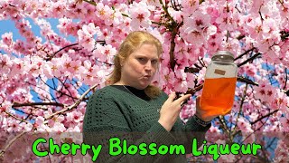 Cherry Blossom Alcohol: How to Make Your Own Delicious Sakura Liqueur at Home! 🌸🍶