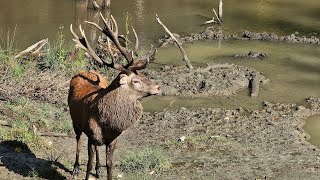 Adventure in Parc Omega – Wildlife Up Close in Quebec!