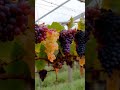 discoveries in viticulture fruit grapevine grapegrowing grapeharvest nature grape grapegarden