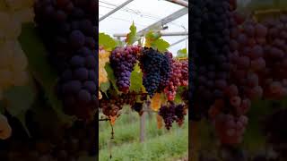 discoveries in viticulture #fruit #grapevine #grapegrowing #grapeharvest #nature #grape #grapegarden