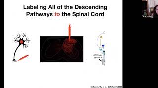 Keynote: Spinal Cord Circuits for Motor Control