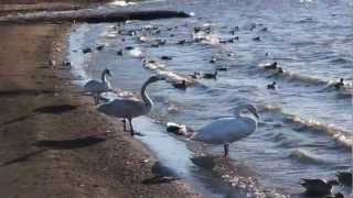 2013/1/4 多々良沼の白鳥