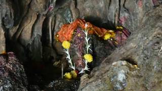 Mayadevi Temple - Bhenskatri, Gujarat 394715