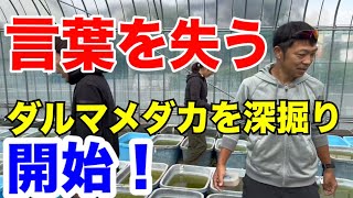 世界メダカ奇行( ・∇・)福岡県筑紫めだかさんへ突撃！日本トップブリーダーのダルマメダカの話し！