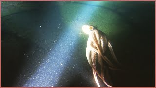 냠냠 맛있는 돌문어 스킨해루질 🐙 underwater hunting | Octopus