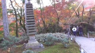 紅葉真っ盛りの京都　嵐山　大本山天龍寺塔頭　宝厳院　KYOTO JAPAN No.11　２０１６・１１・２２