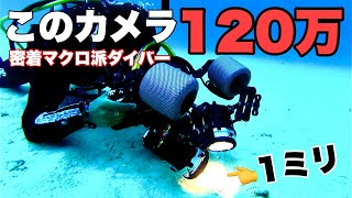 【マクロ】1ミリの生物を捜索する沖縄のダイビングに行ってきた結果。divercozy沖縄の潜水士コージー